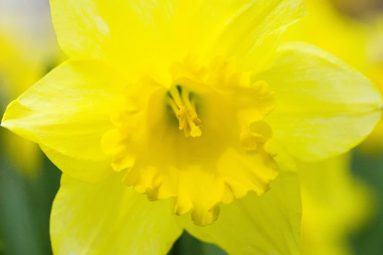 a bright yellow flower is shown in this image