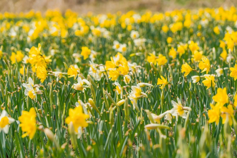 a field with a bunch of yellow flowers