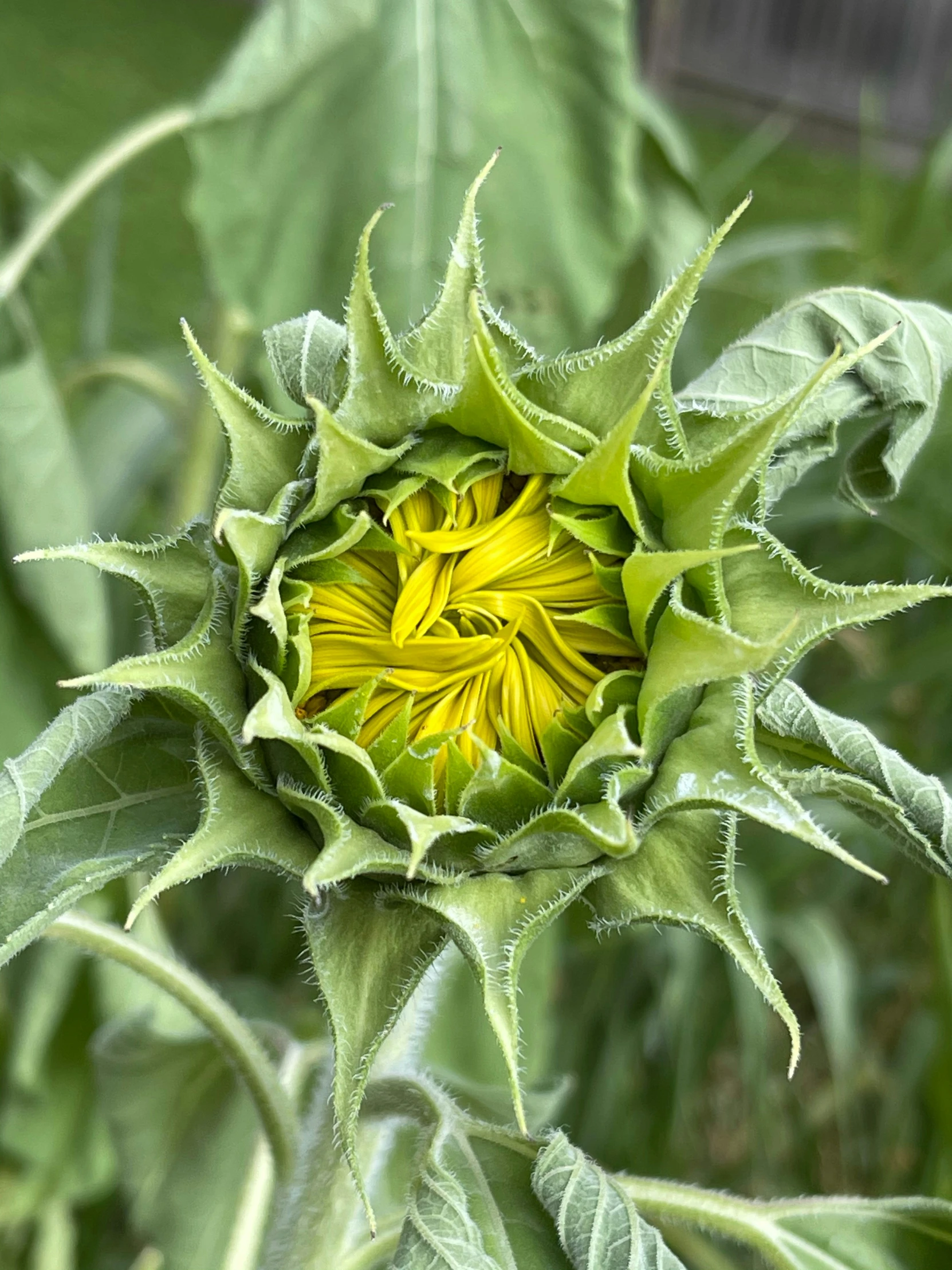 close up of a sunflower with green leaves