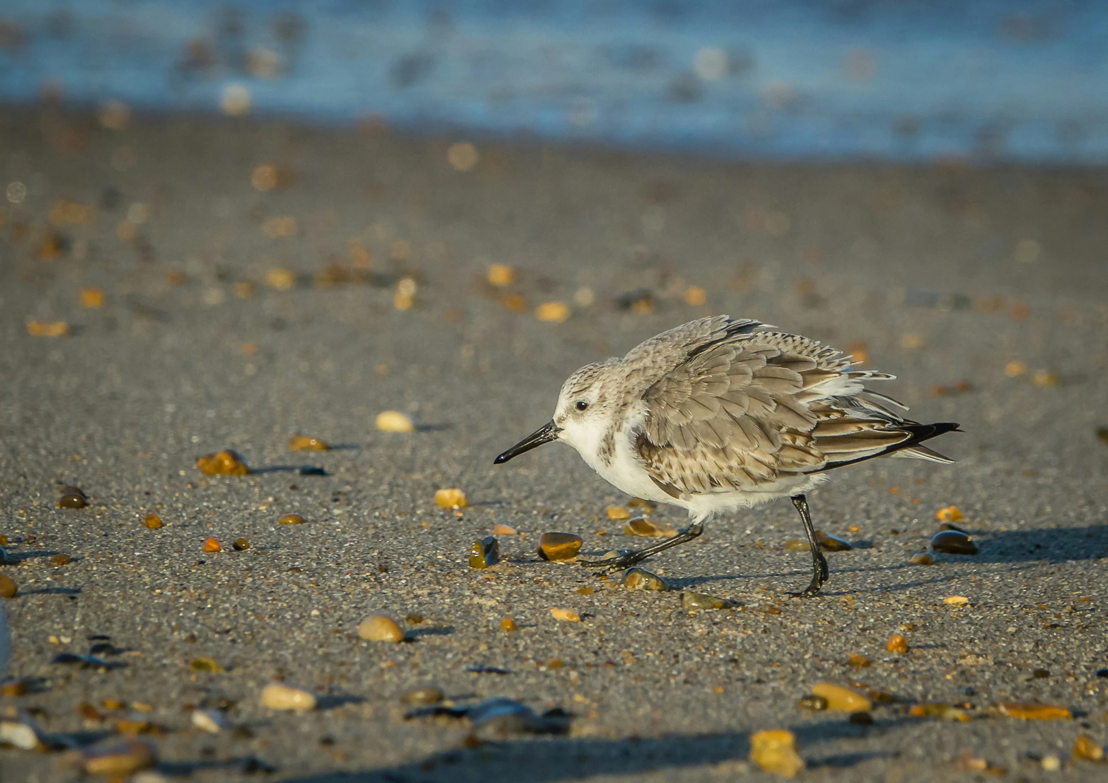 a bird is walking on a beach by water