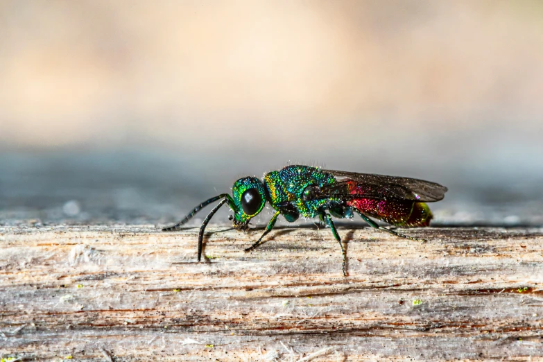 the insect is colorful and shiny on the wood