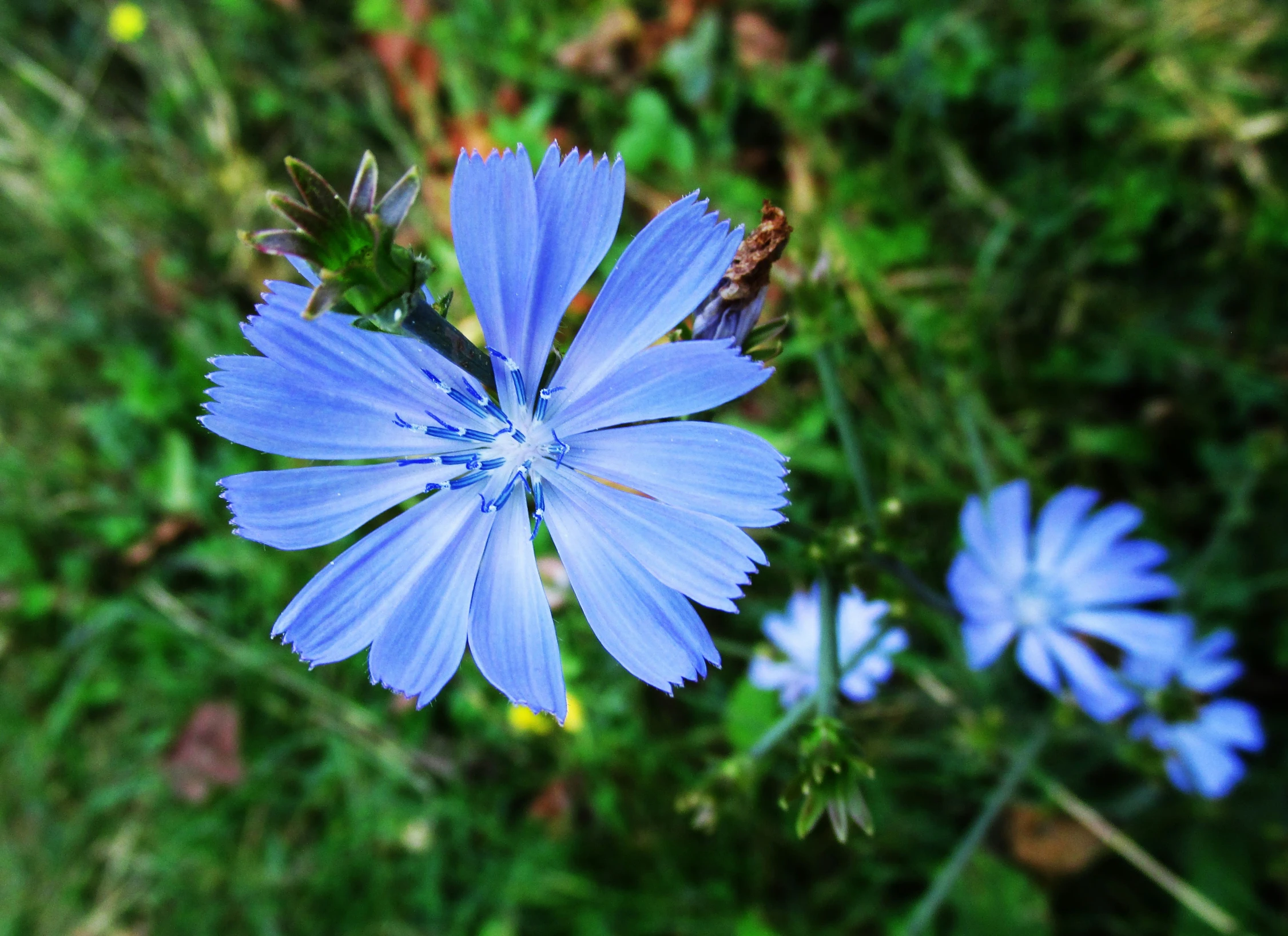 the blue flowers are growing near some grass