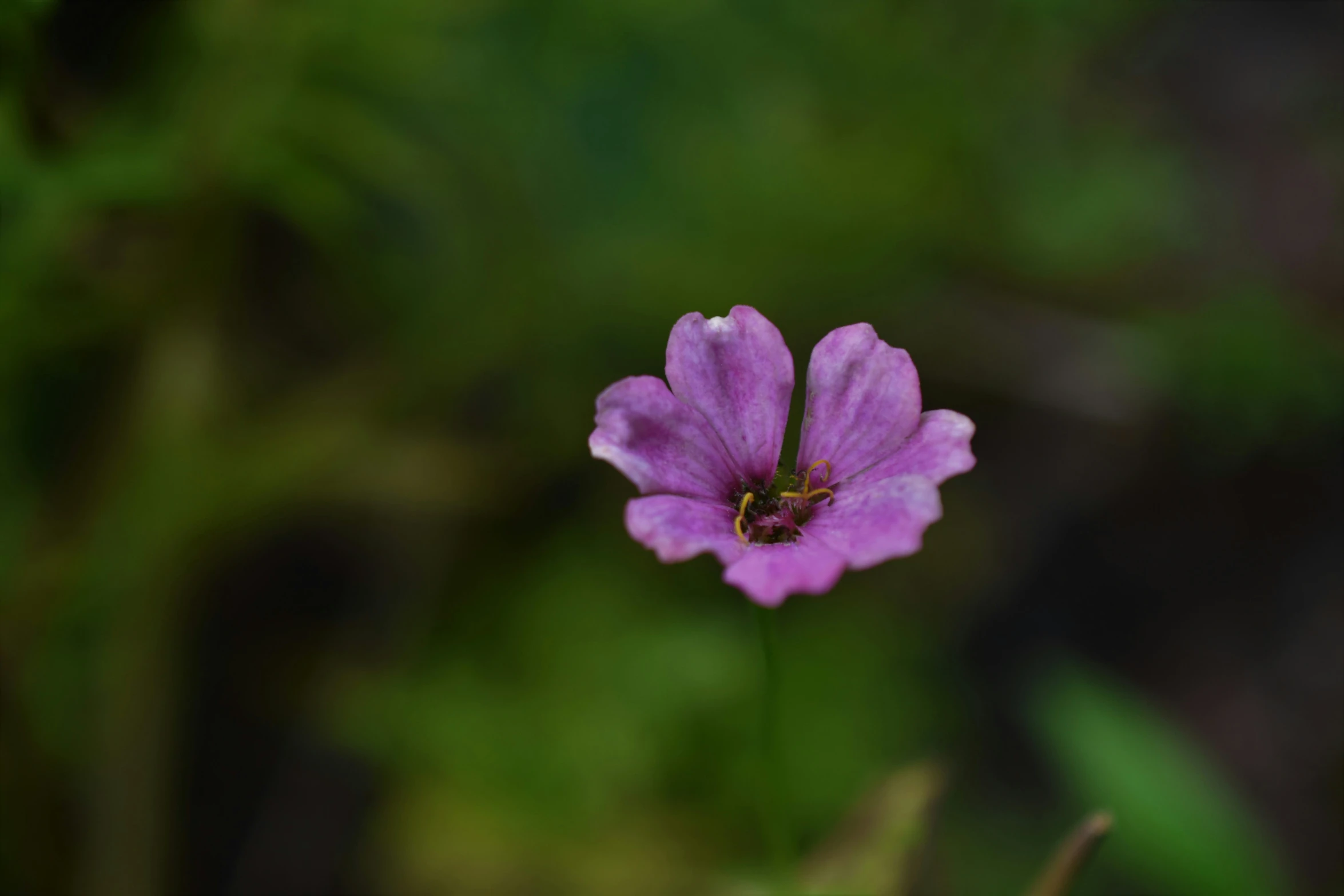 a bug sits on top of a purple flower