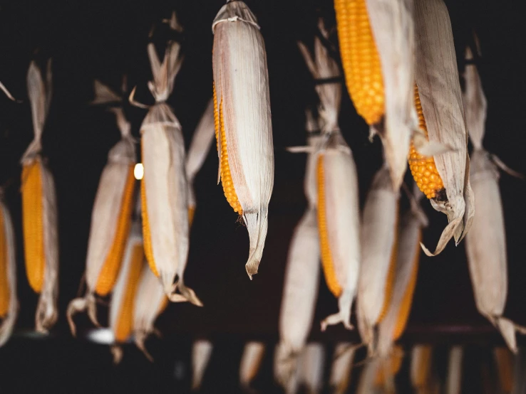 several corn ear plants with yellow kernels hanging