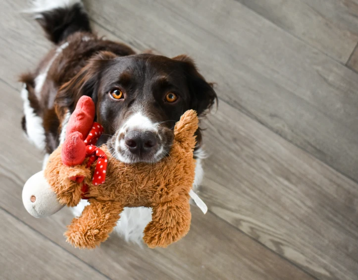 a black dog holding a brown and white teddy bear