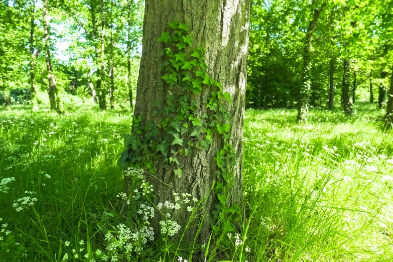 a tall tree surrounded by grass in the woods