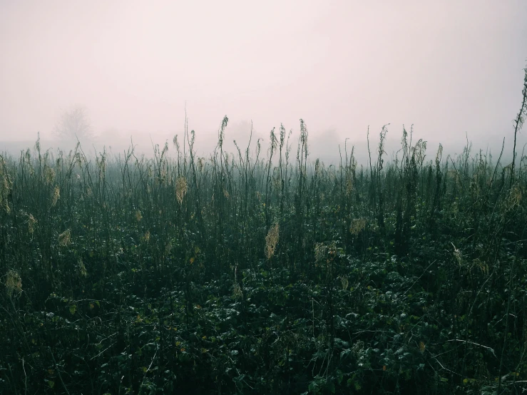 a misty image of plants in a field