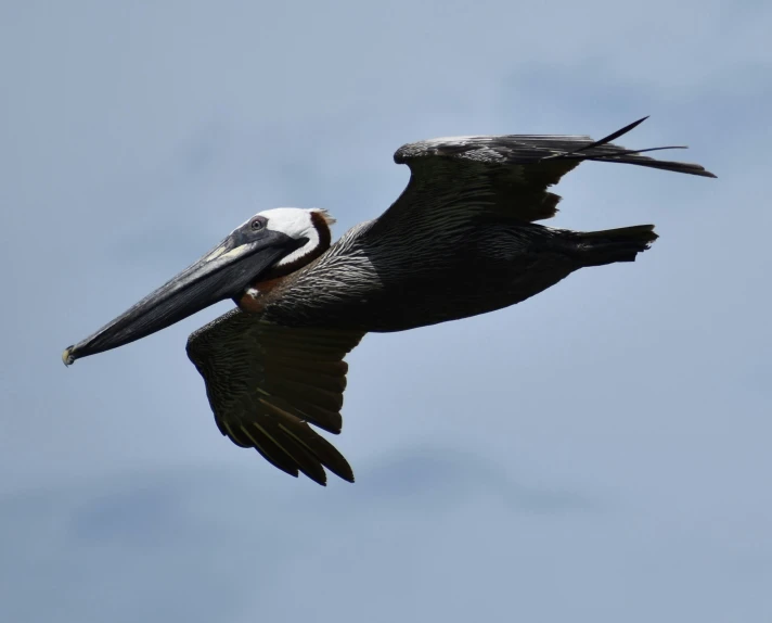 an image of a bird with a fish in its mouth