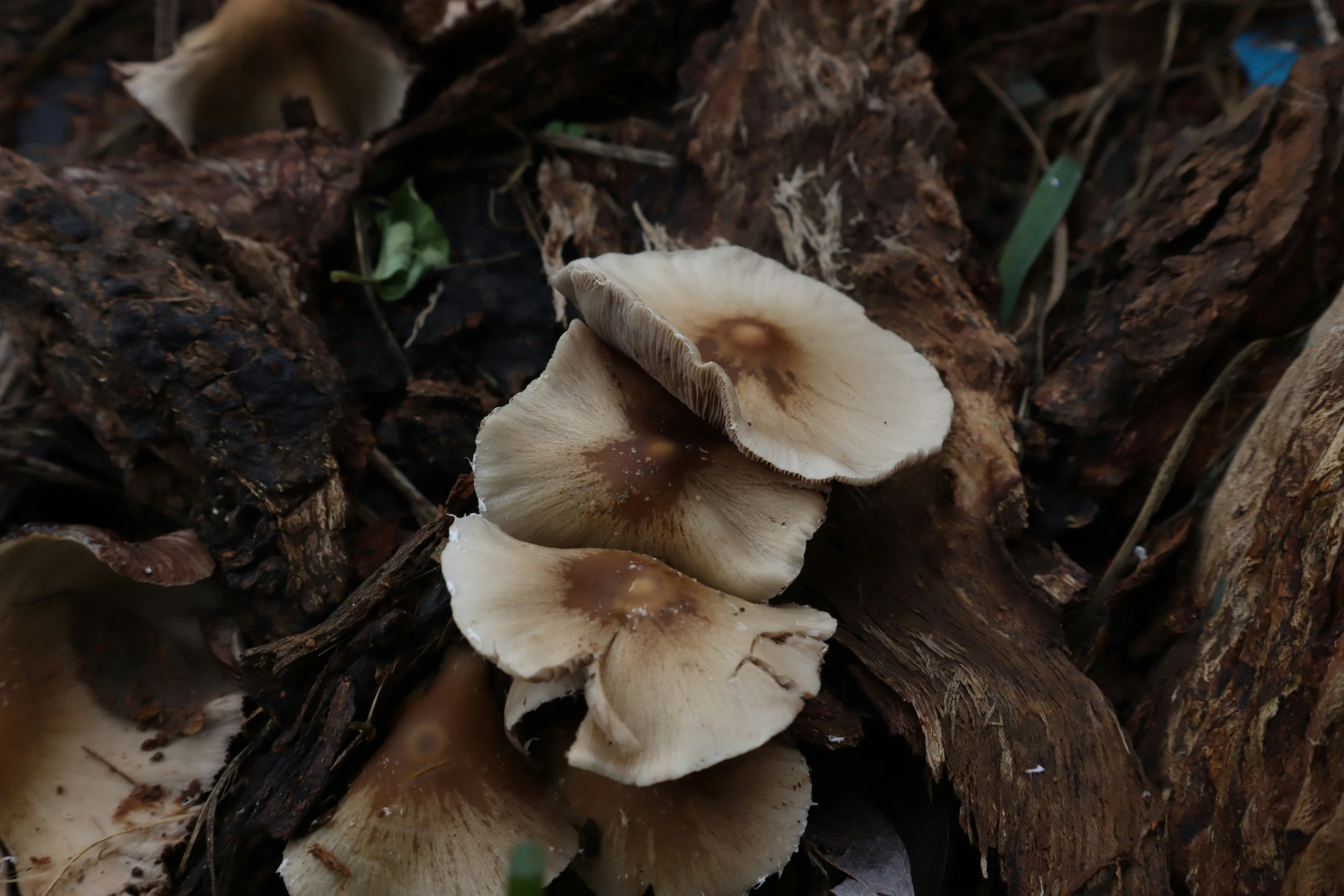 small mushrooms on a tree limb with leaves and dirt