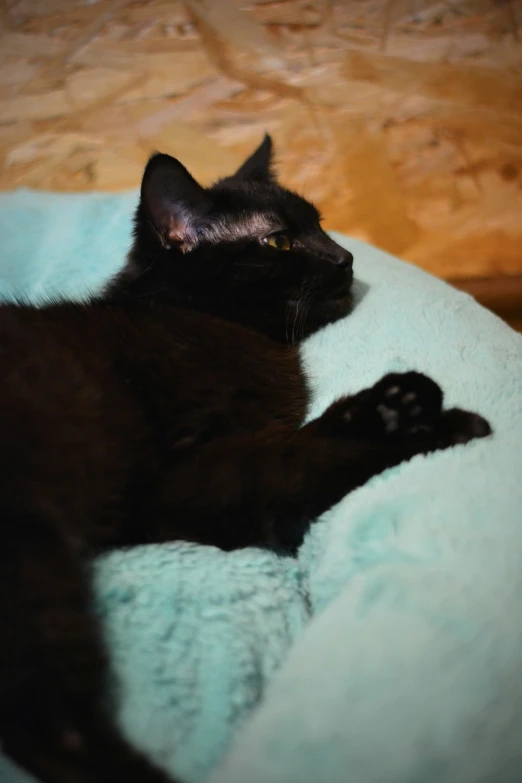 there is a black cat laying on top of a blanket