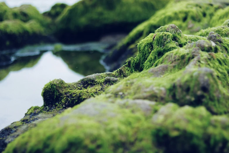moss covered rocks and water on a hill