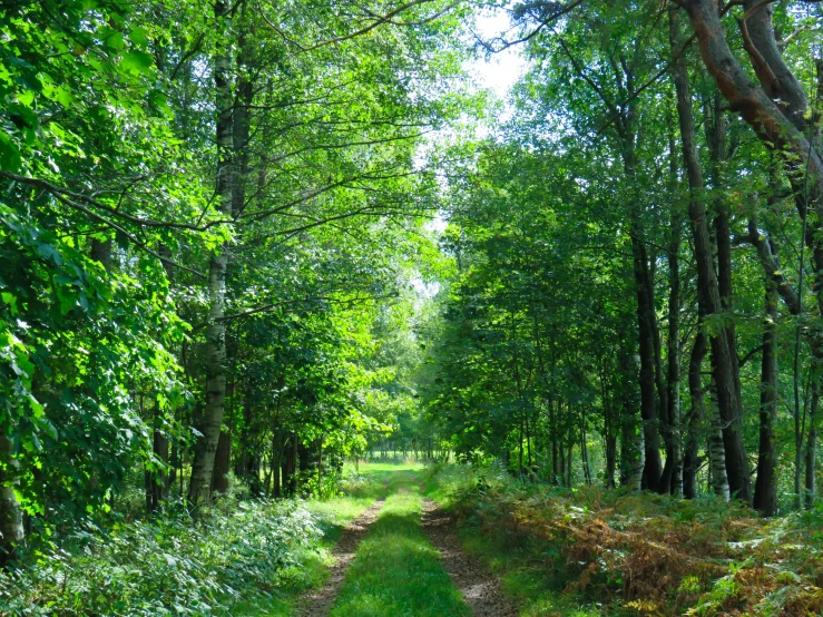 a road surrounded by tall trees on both sides