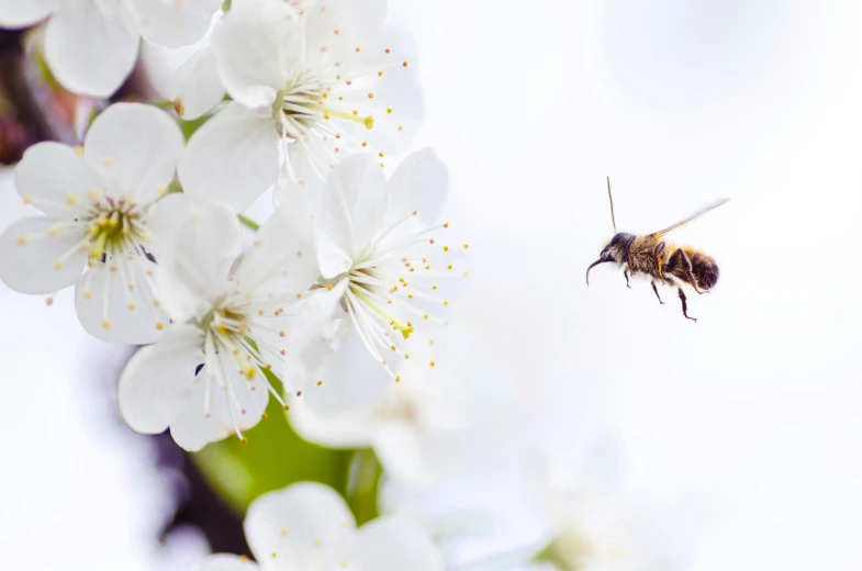 the bee is on top of a flower