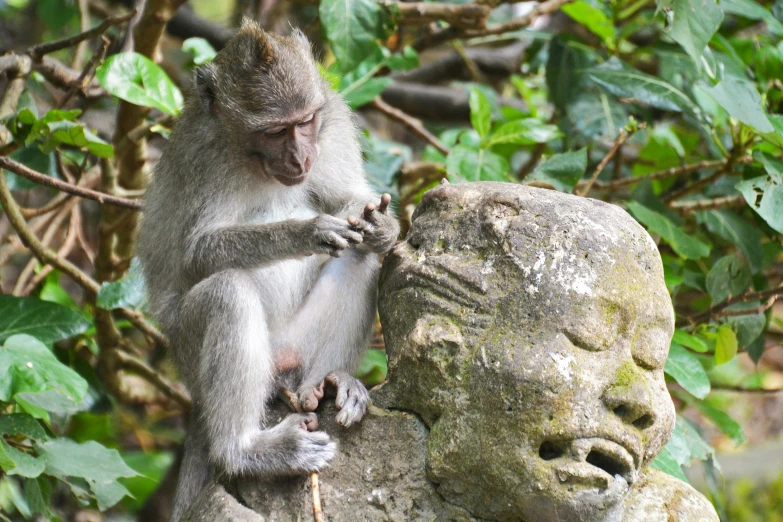 a monkey sits on a statue, rubbing the neck