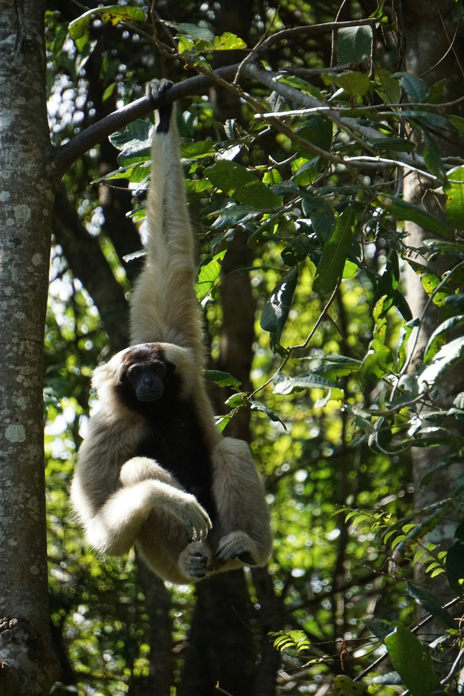 a monkey is hanging on to some tree nches