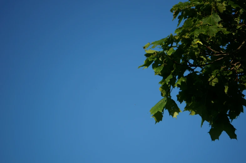 the sky is very clear with some bright green leaves