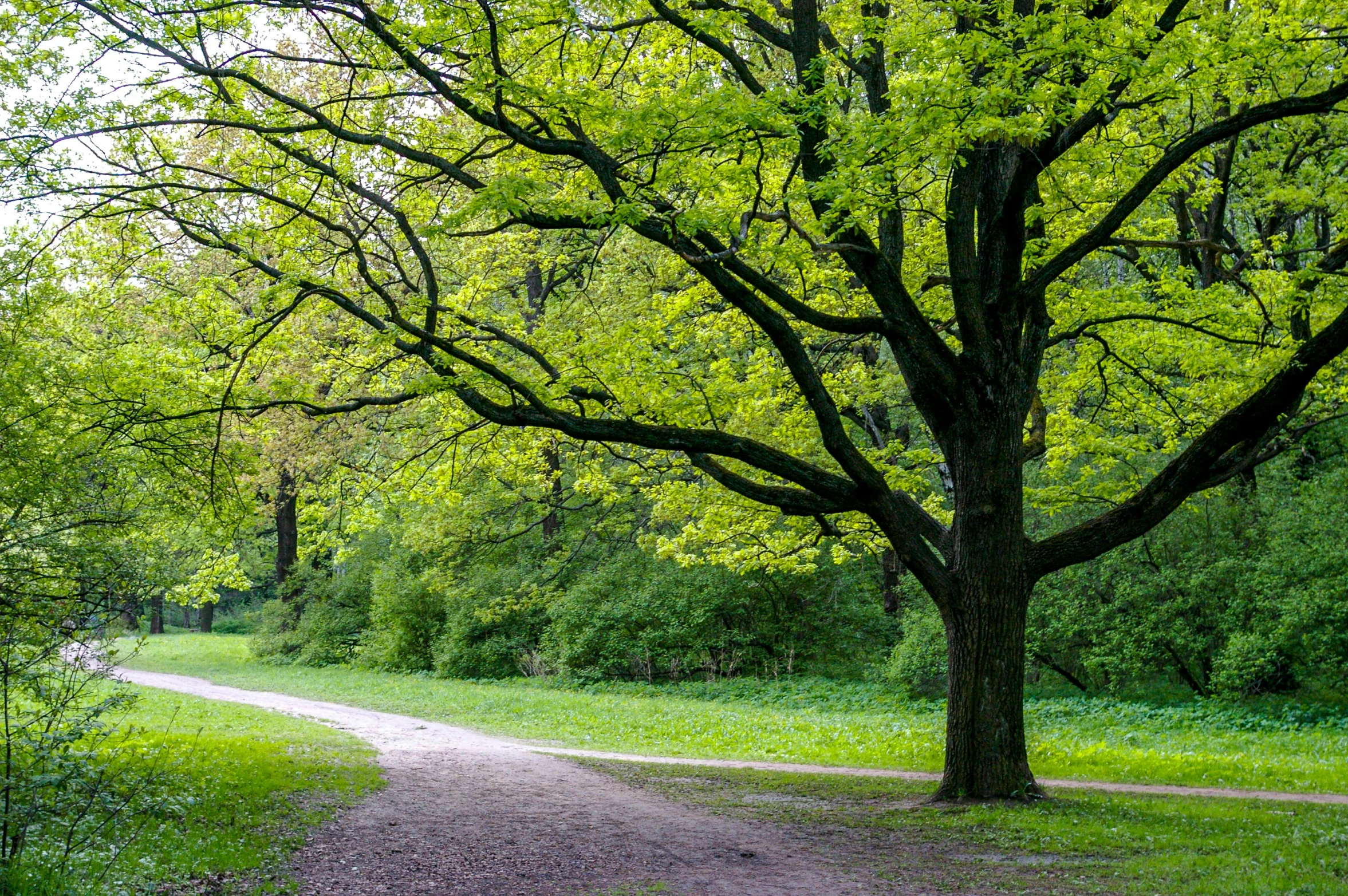 the road leads to a wooded area with some large trees