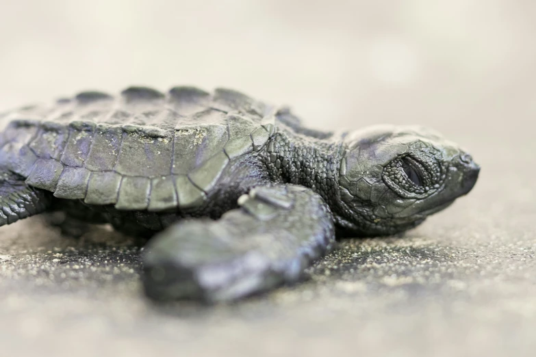 a baby turtle sitting on the ground with one eye open