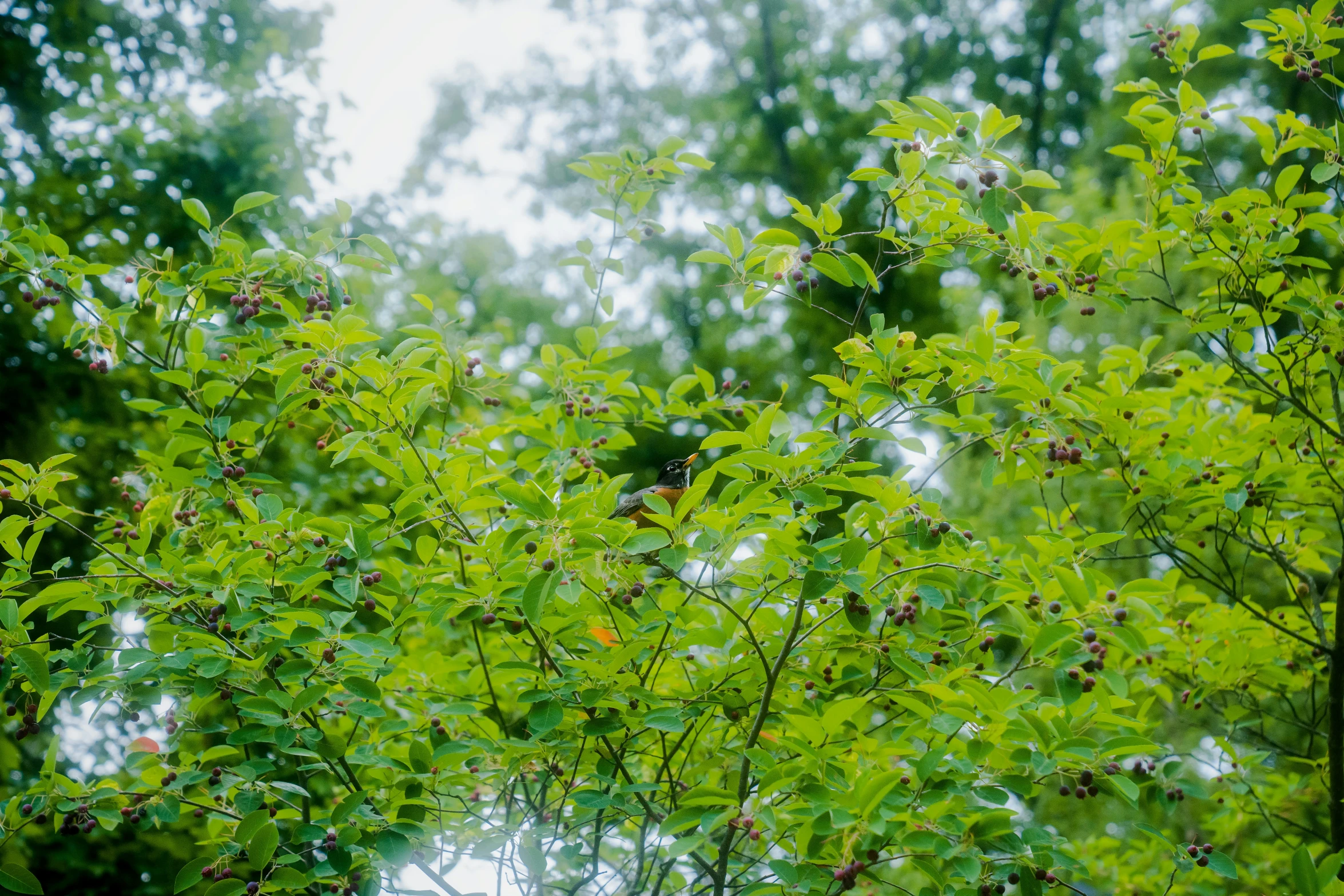 a nch with small leaves in the foreground