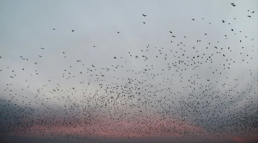 birds are flying in formation while the sun sets