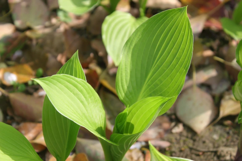 a close up view of a leafy green plant in the middle of leaves