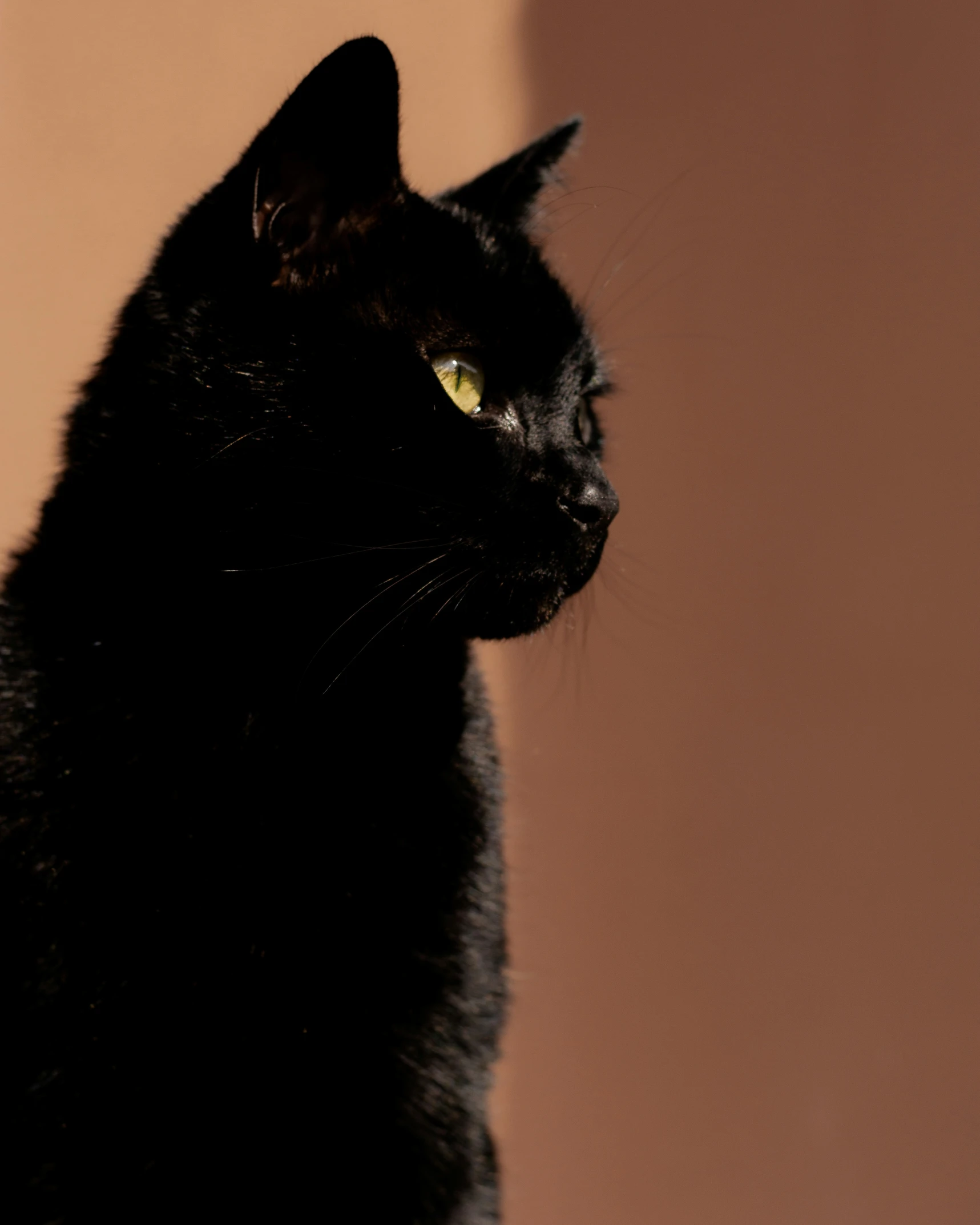 a cat that is sitting on a table