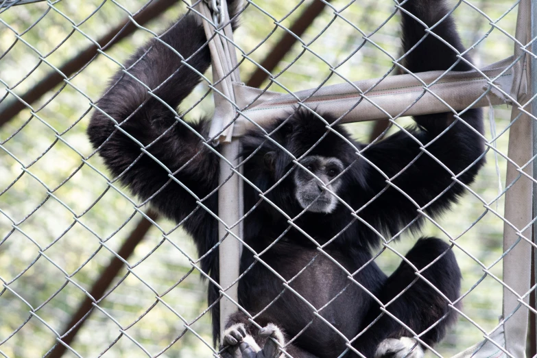 a monkey hanging on the fence with trees in the background