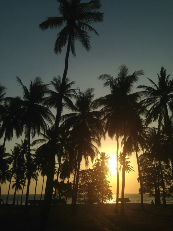 a view of a sunset with palm trees