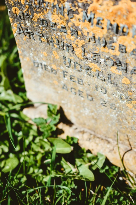 some green leaves and dirt on a tombstone