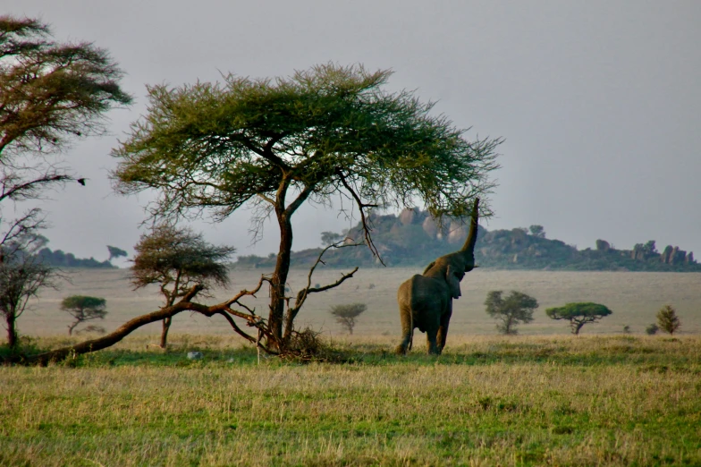 an elephant standing next to a tree with grass