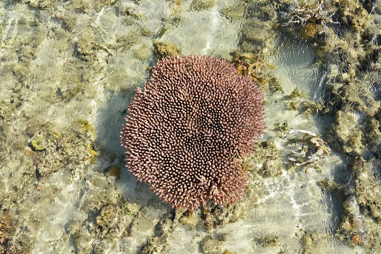 some brown corals and seaweed on some sand