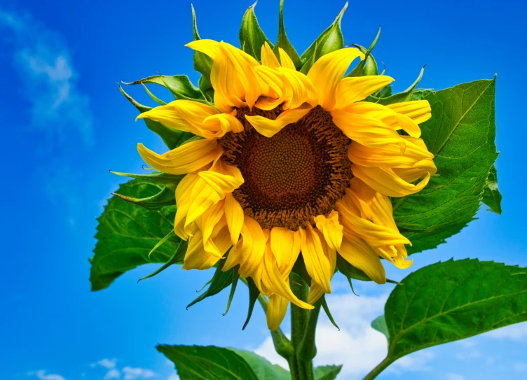 a large yellow sunflower on a sunny day