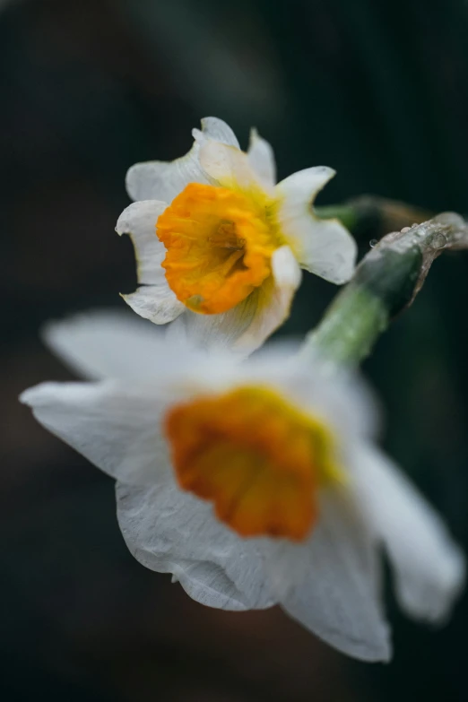 an old flower has two yellow stamens