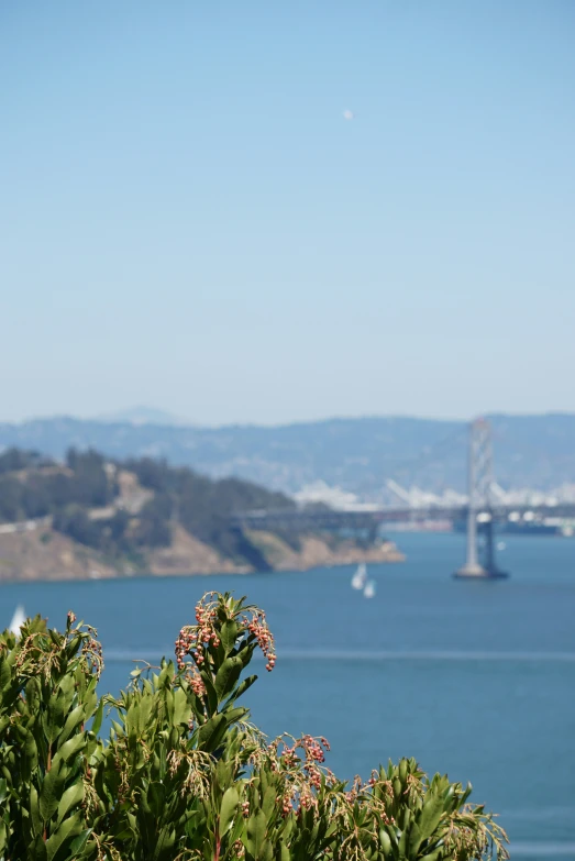 a scenic view of the ocean from some bushes