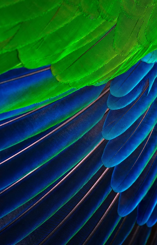 several feathers are stacked together and bright colors