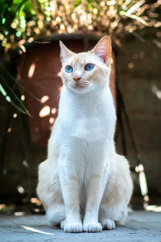 a white cat is sitting on the floor