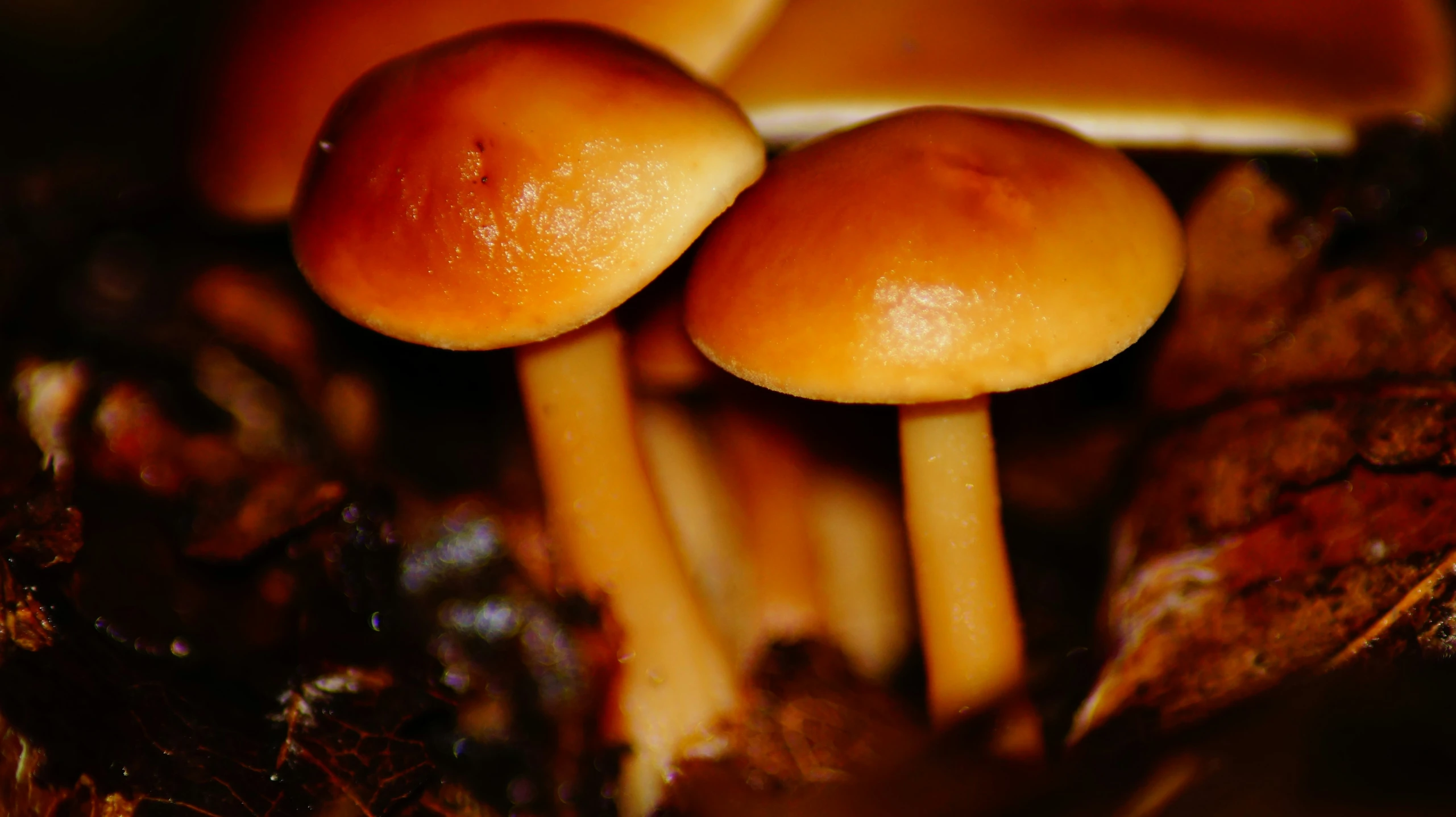 a group of small mushrooms growing on top of leaves