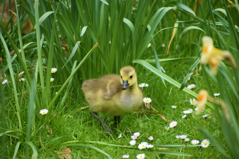 a small duckling standing next to grass and flowers