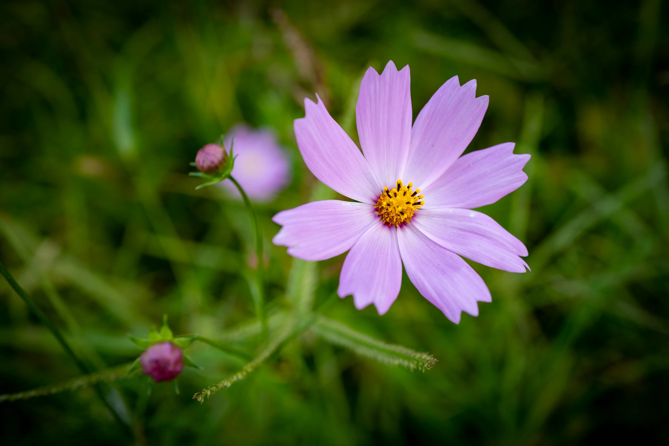 purple flowers growing in a grassy field