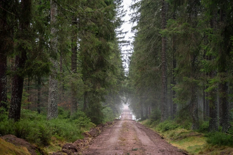 a muddy path through the woods with a bear standing behind it