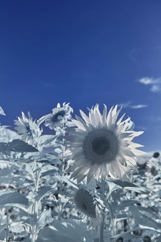 a po of a sunflower on a sunny day