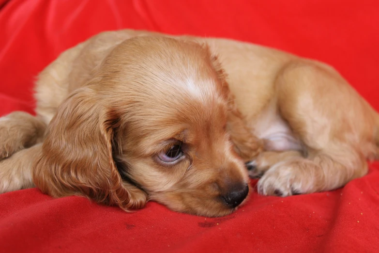 the small puppy is laying down on a red blanket