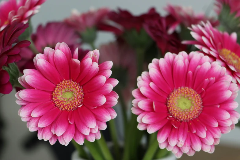 the pink flowers are in the vase