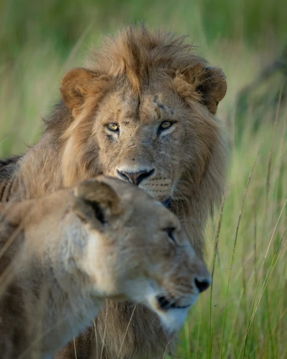 two lions are standing next to each other in tall grass