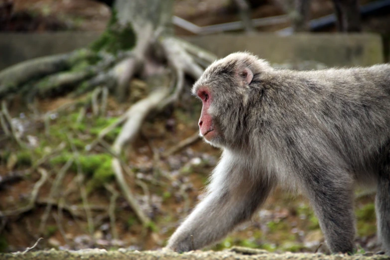 a very cute furry looking monkey near a tree