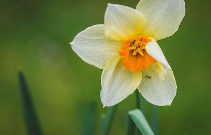 a single flower blooming in front of the camera