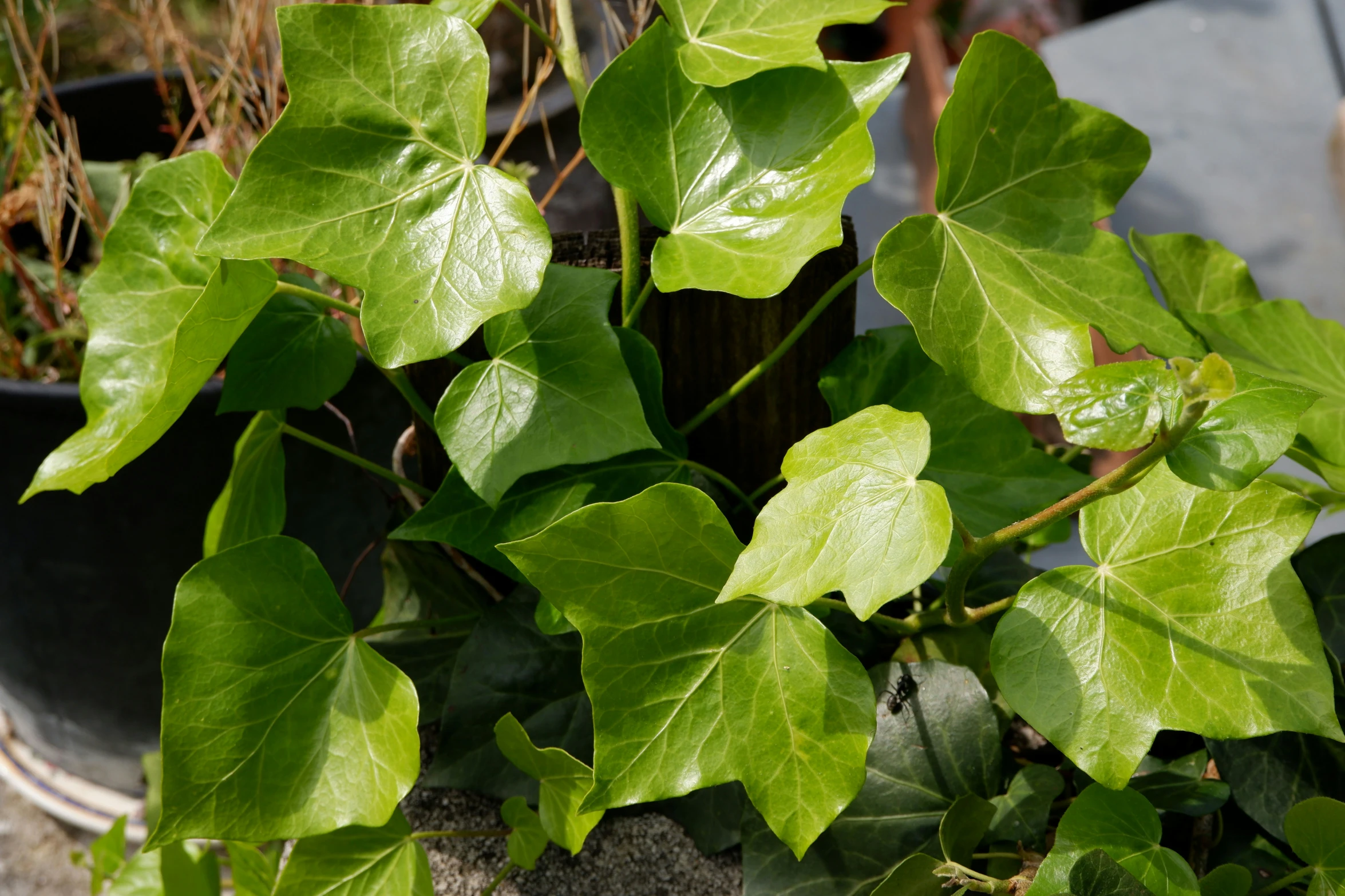 there is a plant growing on the rock