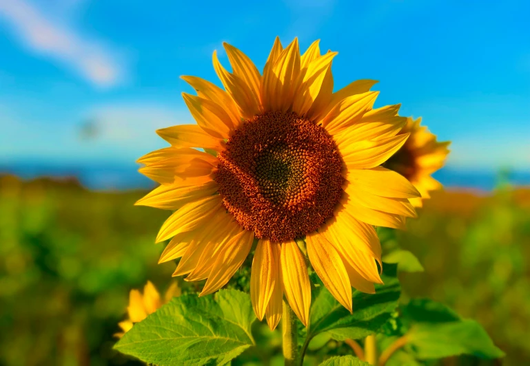 a sunflower on the stalk in a field