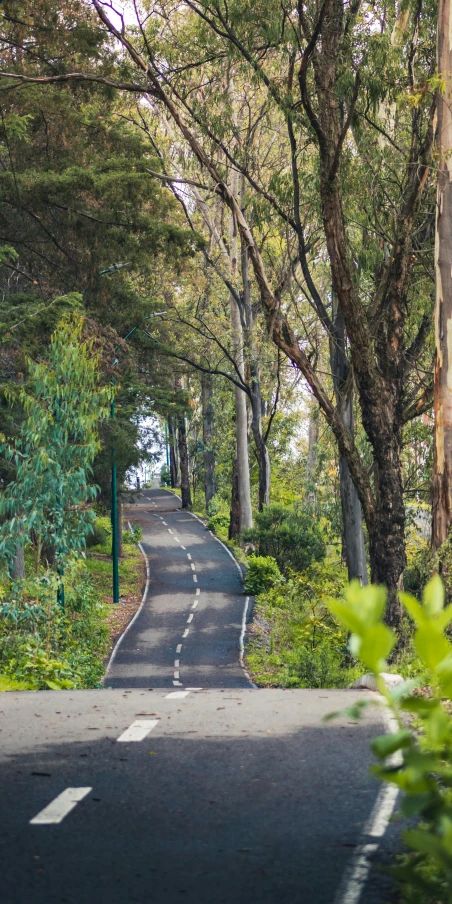 the road through trees is straight and winding