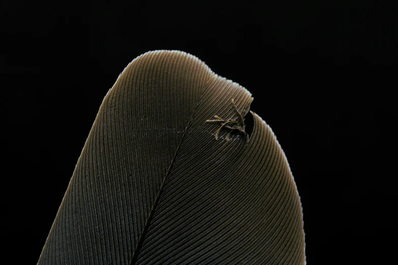 the underside view of a leaf on a black background